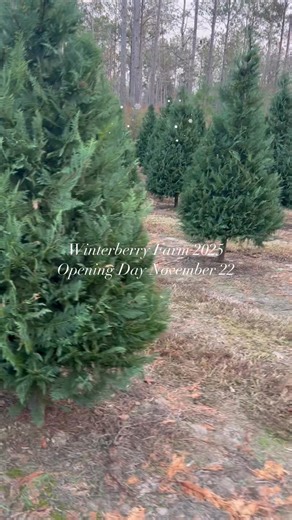 12 reactions · 4 comments | Our Christmas Tree Farm is opening soon, and we can’t wait to welcome you back for another season of holiday cheer. Come pick out the perfect tree, enjoy a hay ride, and make memories with family and friends. #realchristmastree | Winterberry Christmas Tree Farm | Facebook