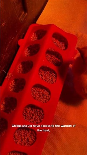 Baby Chick Brooder Setup