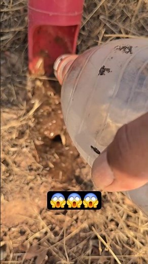 How to find scorpions 🦂