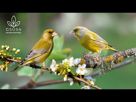 11 Hours of Birdsong | Soothing Nature Sounds to Improve Sleep - Relaxing Forest Space