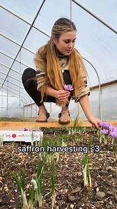 Want to grow your own saffron spice this fall? | Shesrootedhomesaffron