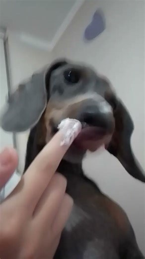 #cute #perruna #petvlog #funny #dachshund
