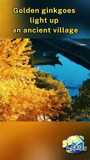 Golden ginkgoes light up ancient village
