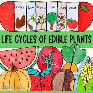 Life cycles of edible plants sequencing craft activities apple pumpkin bean
