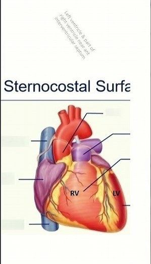 Left Dominant Heart Anatomy | LCX Supply Areas & Clinical Importance