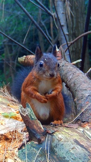 Critter cam on a fallen tree: Red squirrel, black bird, Great-spotted woodpecker, ... 🌳🌲🐦🐿️ #nature #wildlife #animals #forest #trailcam #fblifestyle #bird #birds #squirrel | Once Upon a Forest