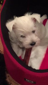 50K views · 7.1K reactions | Pickles had his own man cave for his first Christmas. He enjoyed chewing his bones in there and occasionally have naps but when he was in there Piper let out a sigh of relief knowing she had a half hour of peace and quiet! | The Piper Chronicles | Facebook