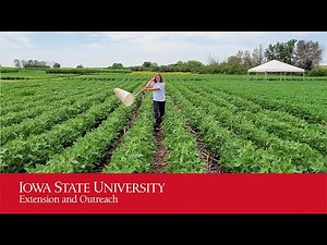 Using a sweep net in field crops