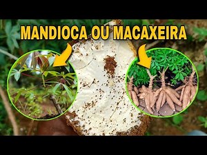 QUAL A DIFERENÇA entre MACAXEIRA E MANDIOCA posso Consumir as duas?