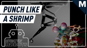 Mantis shrimp pack bullet-like punches. This teeny robot is almost as strong.