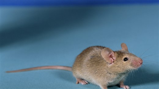 Researchers get viable mice by editing DNA from two sperm