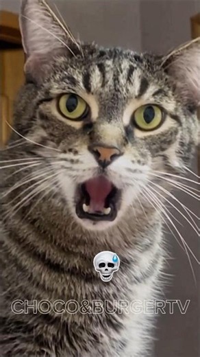 Funny Animal Faces That Will Make You Laugh Instantly#animals #funny #funnyanimals