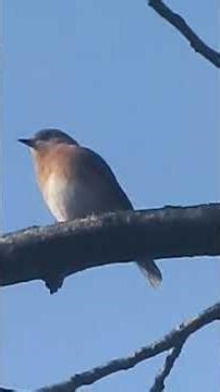 How All Things Are Echoes For the Voice of God #acim #spiritualawakening #shorts