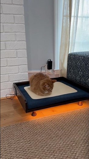my cats now have a better bed than me 😂