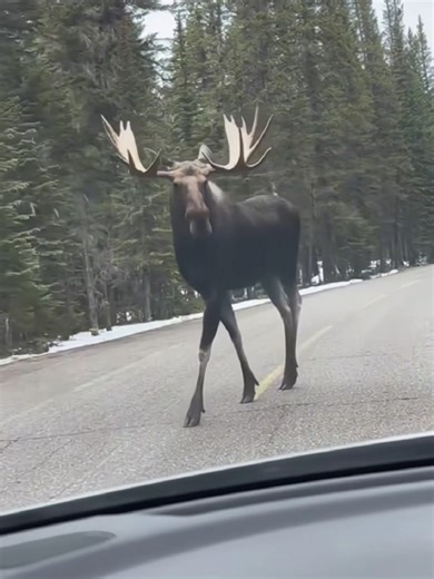 Giant Moose Approaches a Car in Stunning Encounter