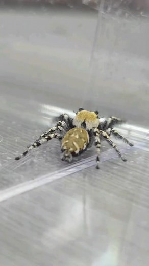 Phidippus Carolinensis pairing 💞 #phidippus #carolinensis #arachnid #jumpingspider #pairing | Fuzzy Four-Eyes