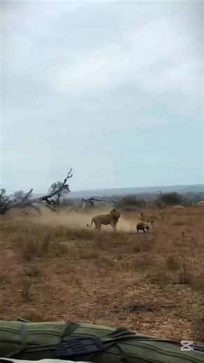 5 Lions 🦁 attack poor Hyena 😢 In a heart-pumping display of savannah strength, five majestic lions gang up on a lone hyena, showcasing the fierce dynamics of the wild. The coordinated attack leaves the hyena fighting for survival, highlighting the intricate balance of power in the animal kingdom. Witness this intense, adrenaline-fueled encounter as the kings of the jungle assert their dominance, demonstrating the raw power and primal instincts that rule the wild. The roars of the lions echo th