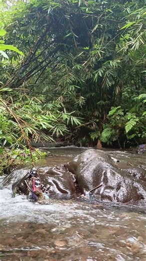 the sound of trickling river water #asmr #naturetranquility #relaxation