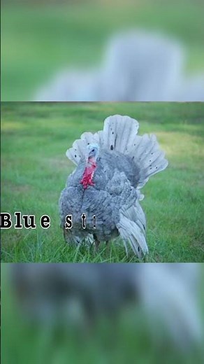 5 most beautiful turkey breeds