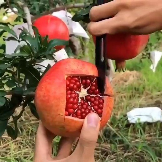 740K views · 10K reactions | So this is how you cut pomegranate  | First We Feast | Facebook