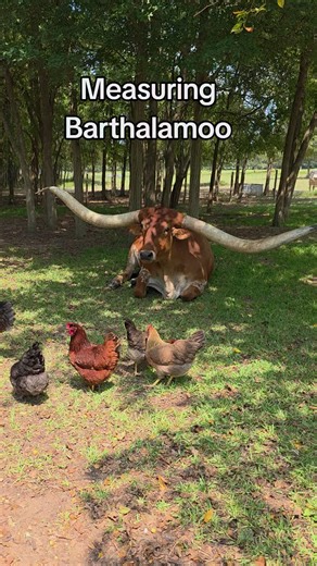 The man, the myth the legend, Barthalamoo has measured over eleven feet tip to tip! Did you know? What is special about longhorns? Its combination of qualities in terms of milk, calving ease, longevity, docility, length and leanness of body is unrivalled by any other breed. #jacksonranch #texaslonghorns #ranchlife #homestead #fyp