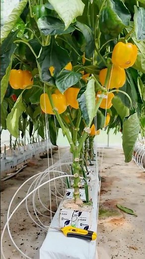Maximize Your Greenhouse Space Like This!