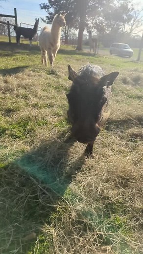 Hakuna Matata: Meet Pumbaa and Timon at the Zoo