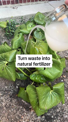 Convert Food Waste into Natural Fertilizer for Plants
