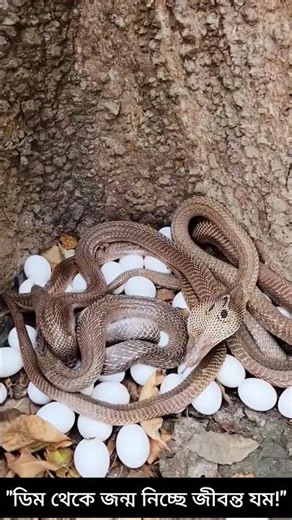 Cobra Egg Protection Behavior #snake #cobra