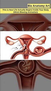 This is How Life Actually Begins Inside Your Body Mind-Blowing Animation)|Bio Anatomy Art|Gut Health