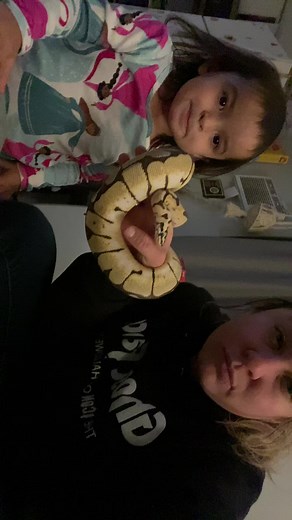 Bumble #python #snake #fyp #reptiles #coldblooded