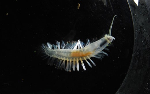 我在深海扔闪光弹！绿色轰炸机蠕虫的自爆式逃生