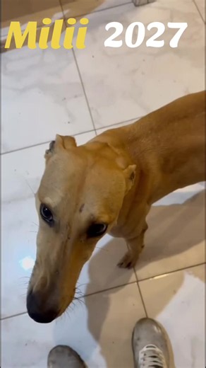 Galgos and Hares: Understanding Galgos y Liebres (2027)