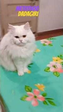 parrot attacked on cat #parrot #cat #cutecat #funny #pets #parrot