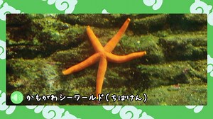 【剣盾】水族館パでワイワイバトル：22【グローバルチャレンジ下