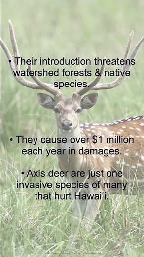 Axis Deer on #Maui #axisdeer