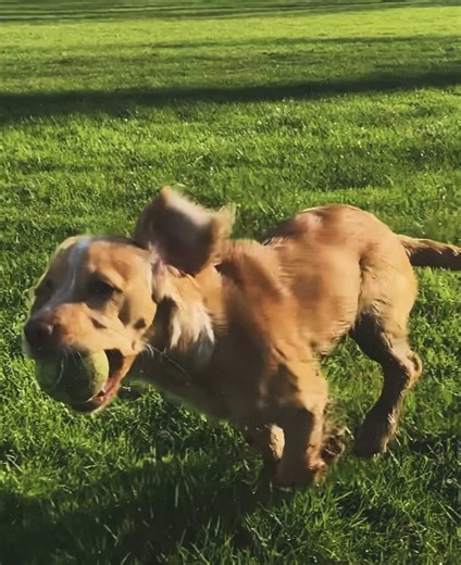 what’s ur favourite coat color on cocker spaniels? | Cocker Spaniels