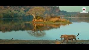 Rediscover your love amidst Rajasthan’s thrilling wildlife. Immerse yourself in a world of diverse flora and fauna, filled with life and excitement. Experience the wonders of nature and wildlife like never before. Incredible India Ministry of Tourism, Government of India Span Communications Amit Trivedi Banita Sandhu #RomanceOfRajasthan #ExploreRajasthan #TravelRajasthan #PadharoMhareDes #RajasthanTourism #Rajasthan | Rajasthan Tourism