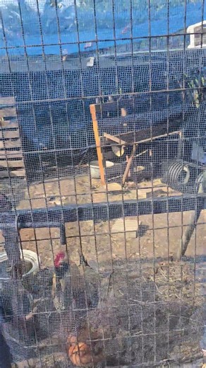 산방산 닭장에 참새가