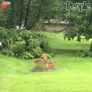 113K views · 1.1K shares | Everyone loves a good puddle to splash in!  | People | Facebook