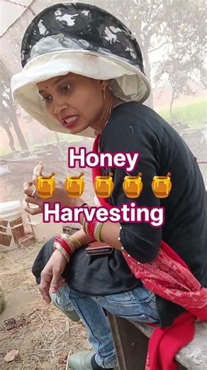 Honey Bee Faram 🌹🐝🌹#beekeepinglife #honeybeesting #honey #honeybee