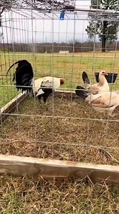 Clement Grey Trio available | Carol Nesmith Gamefarm