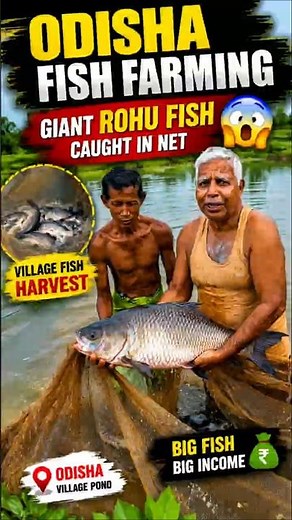 Odisha Fish Farming | Giant Rohu Fish breeding fish harvesting in odisha #odisha #farming #business