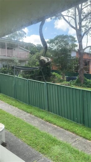 BVIRAL on Instagram: "RIP #BVIRAL (@daniel_widdowson_official) Diamond python is eating a bird"