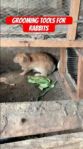 Grooming tools for rabbits #shorts #rabbit #rabbitcare #bunny #grooming