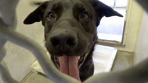 1.2K views · 126 reactions | ADOPTED - moved to SAFE Album on 12/22...