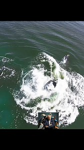 537K views · 7.3K reactions | Poor whales #tiktok #animalworld #whales | Favorite Movies | Facebook