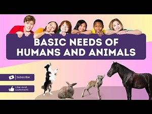 What are the basic needs of Humans and Animals?