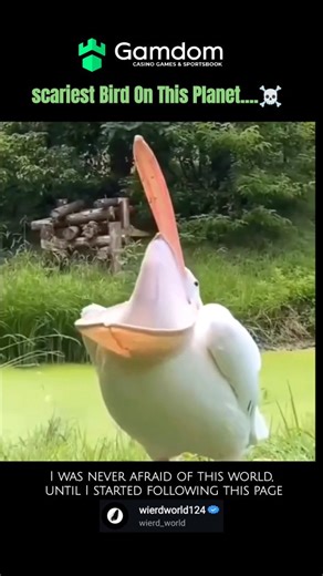 wierd_world | Pelicans are a genus of large water birds known for their distinctive throat pouch. Here are some key facts about these remarkable birds:... | Instagram