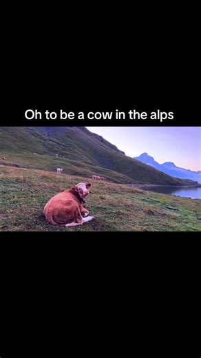 Exploring the Beauty of Cows in the Swiss Alps